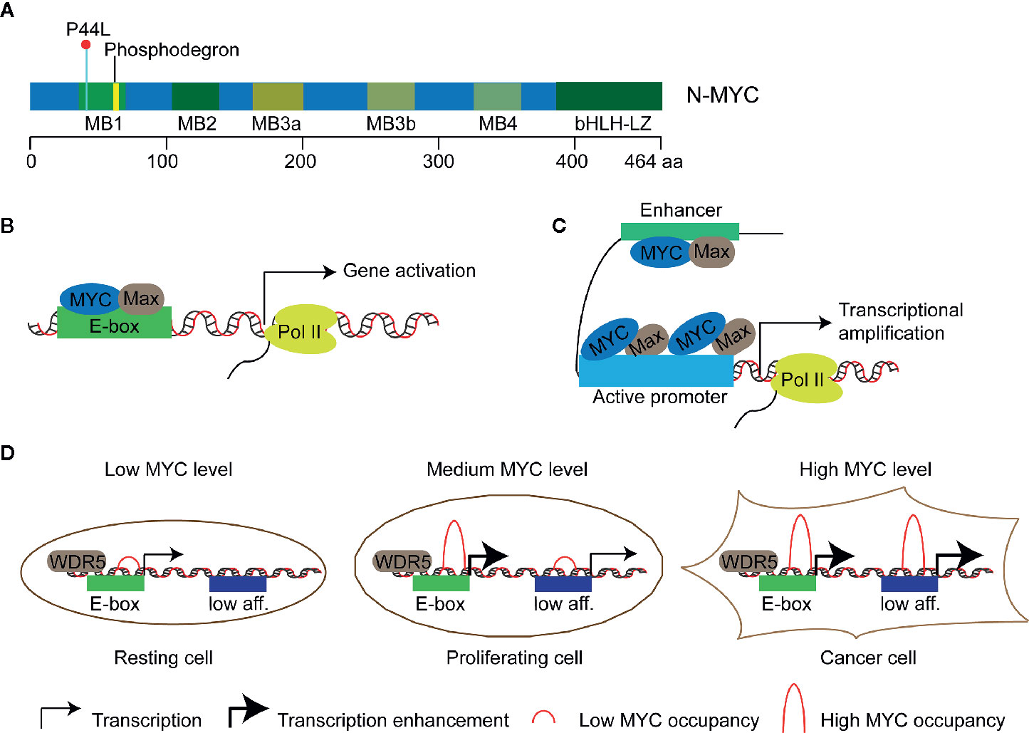 An ALYREF-MYCN coactivator complex drives neuroblastoma tumorigenesis  through effects on USP3 and MYCN stability