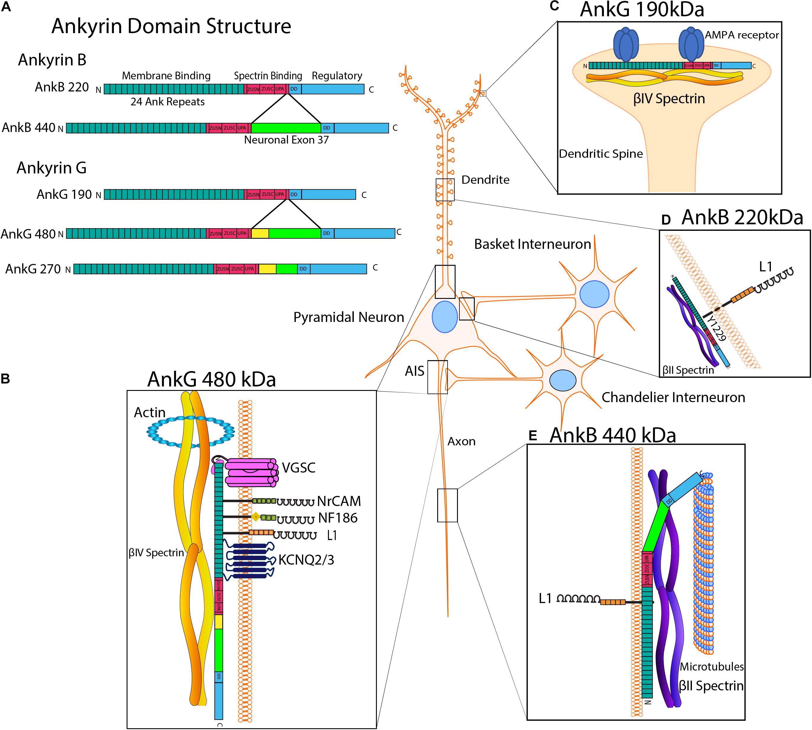 Pals1 deletion causes cell-in-cell (CIC) structures in cortical