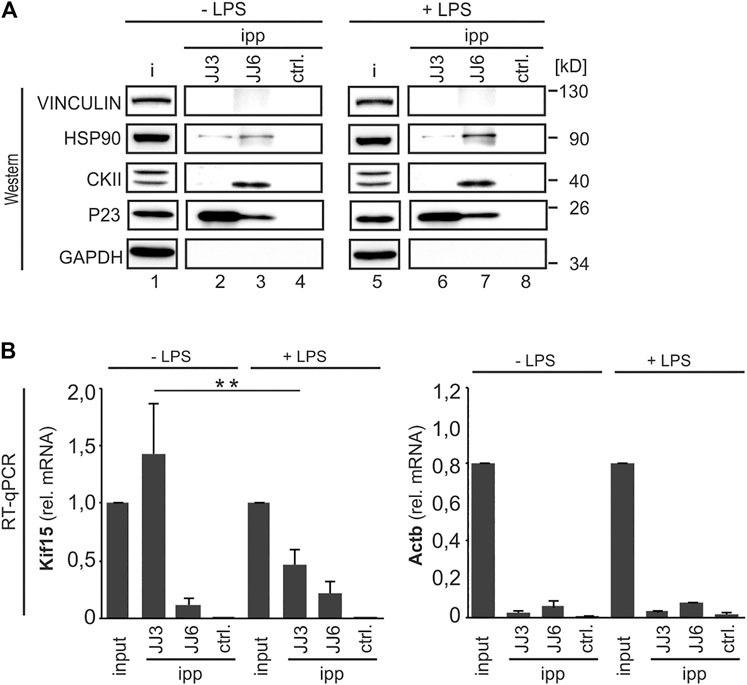 Maps of linkage group 1 (LG1) of female parent OSU 252.146 (left) and