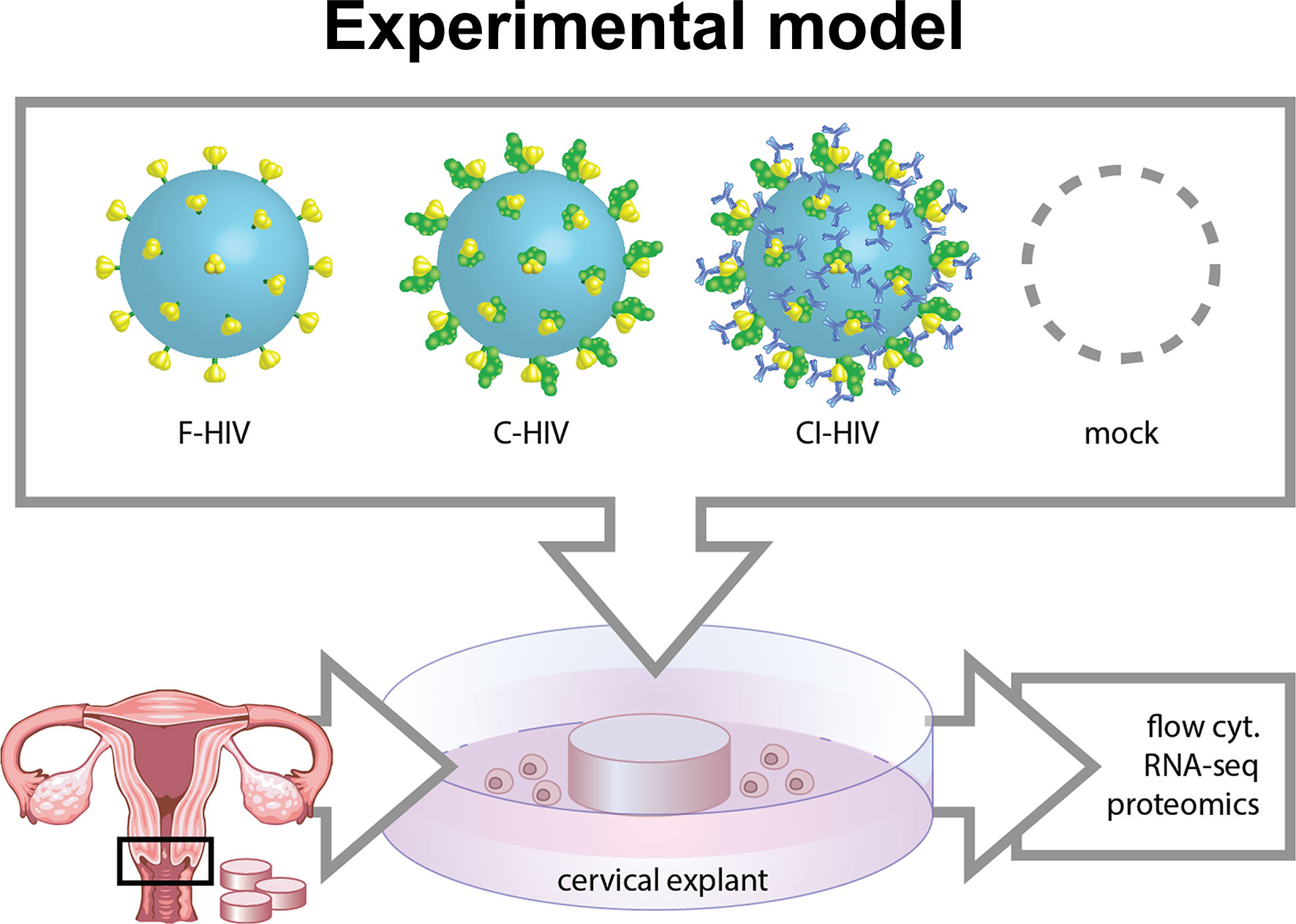 1772px x 1263px - Frontiers | Complement-Opsonized HIV Modulates Pathways Involved in  Infection of Cervical Mucosal Tissues: A Transcriptomic and Proteomic Study