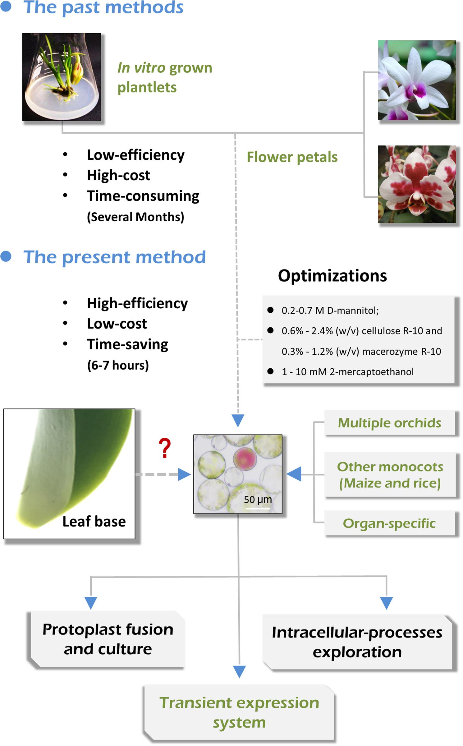 The Physioogy of Tropical Orchids in Relation To The Industry