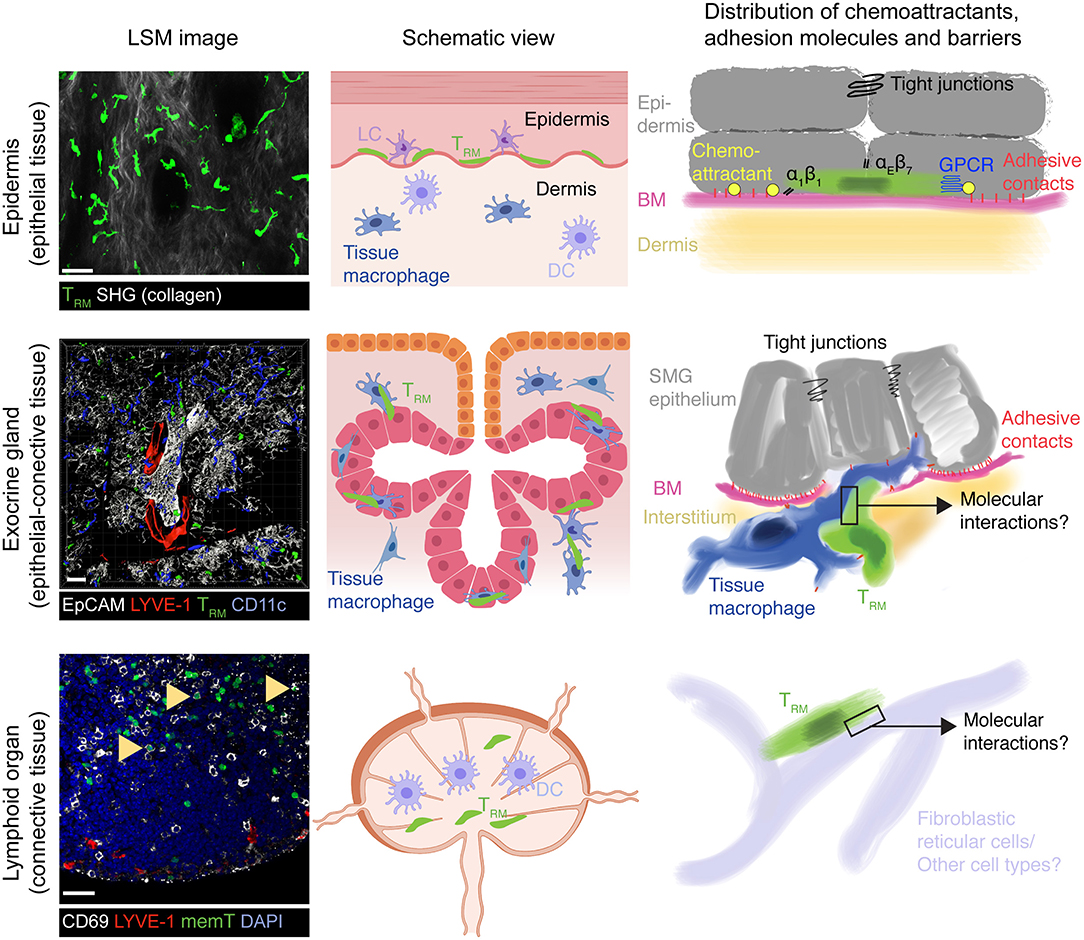 Frontiers Organ Specific Surveillance And Long Term Residency Strategies Adapted By Tissue Resident Memory Cd8 T Cells Immunology