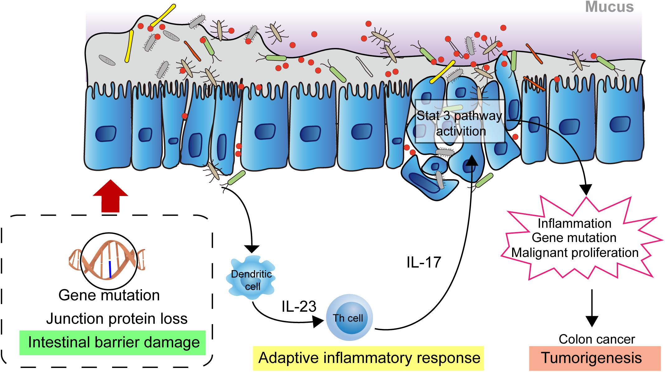 Frontiers  New Insights Into Microbiota Modulation-Based