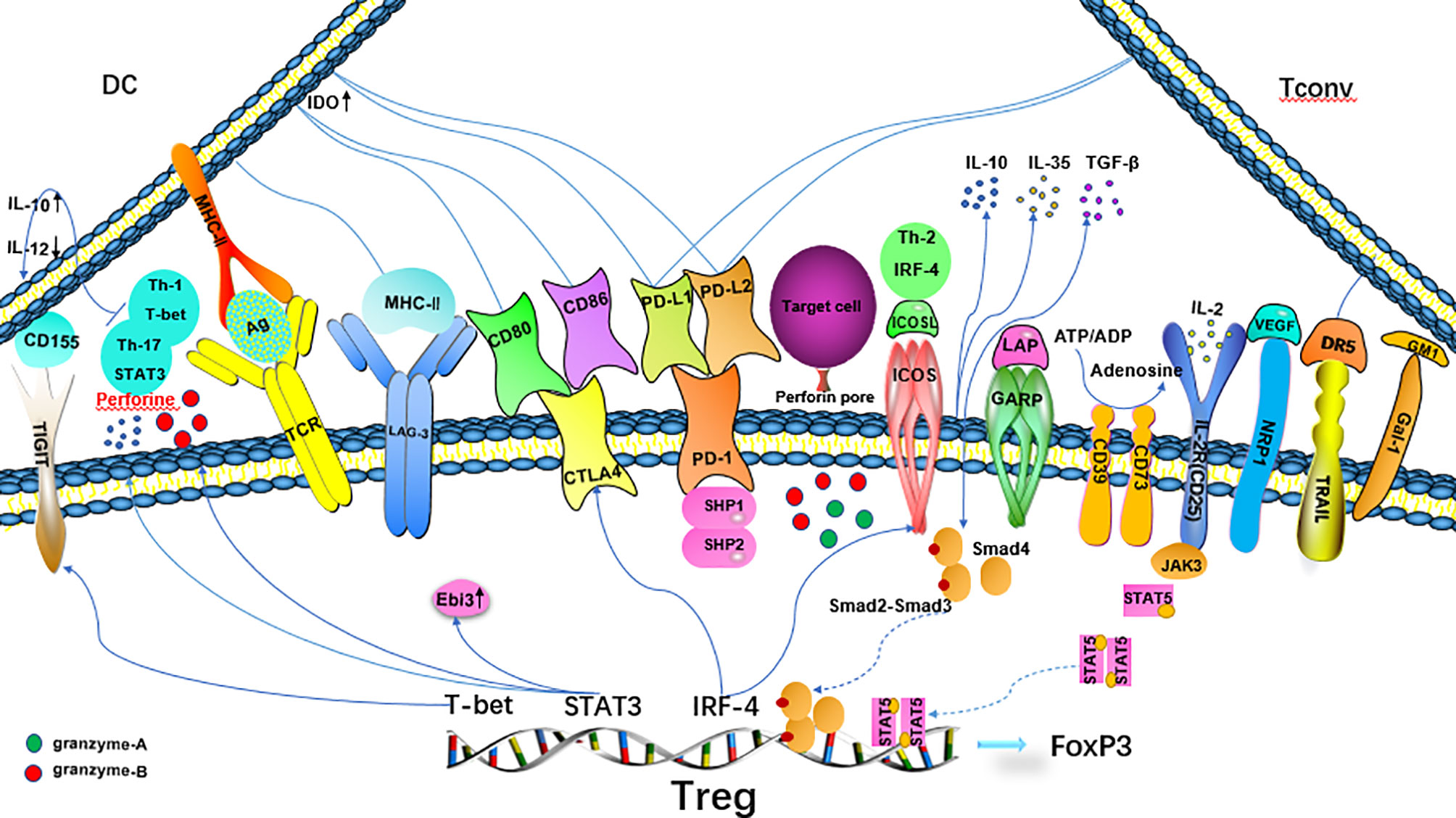 Рнк ростов. РНК полимераза 3. Структура РНК полимеразы. РНК полимераза эукариот. РНК полимераза эукариот строение.