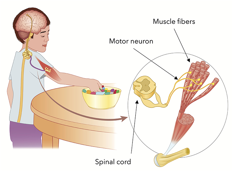 Figure 2 - Main structures involved in the production of voluntary movements.