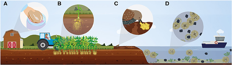 Figure 1 - Beneficial biofilms.