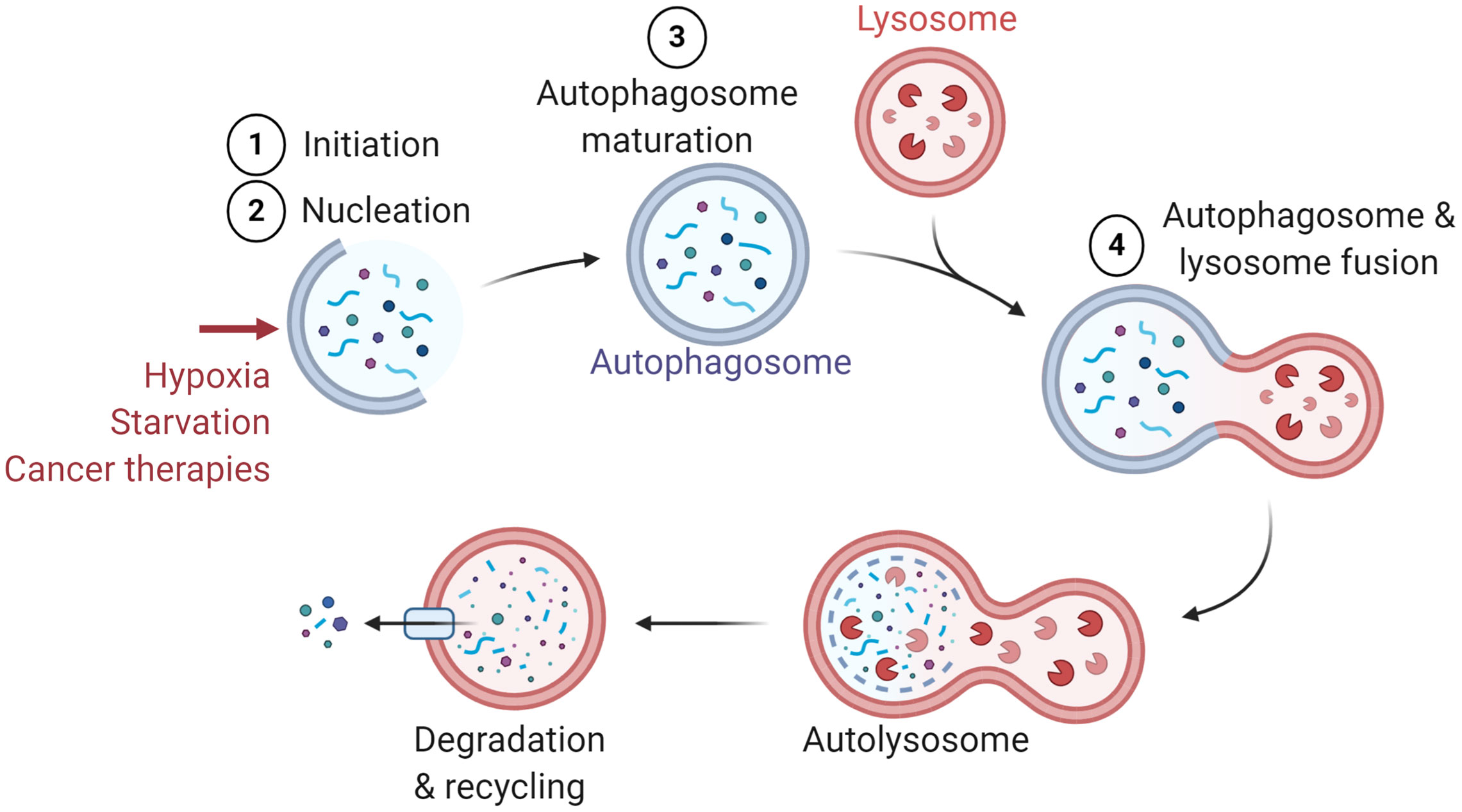 Аутофагия это. Autophagy 3 ways to Bio.