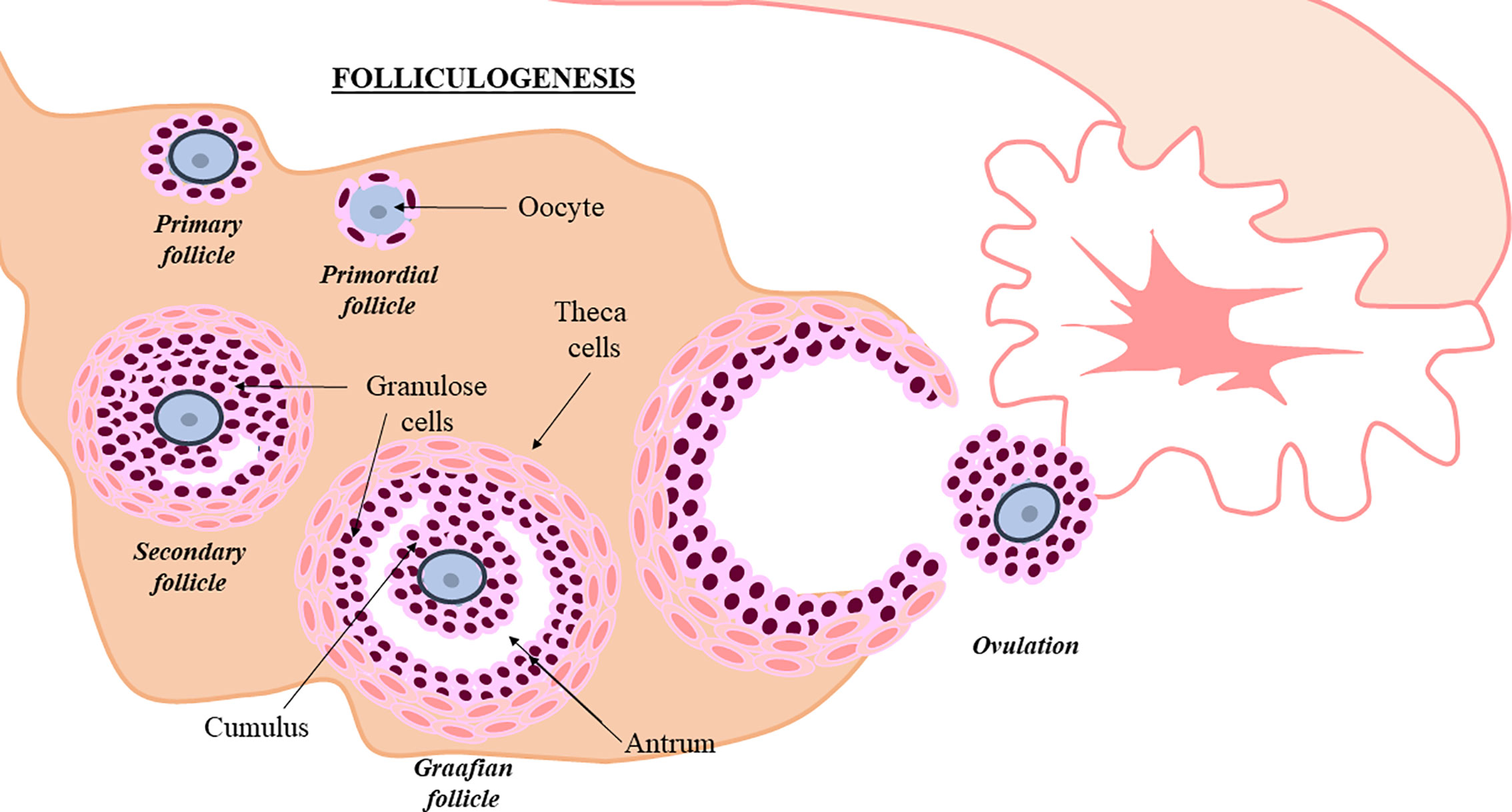 Ovarian Rejuvenation