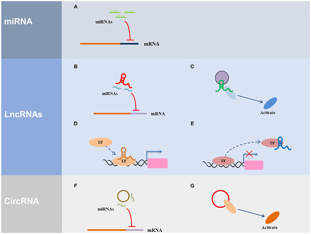 Frontiers  MicroRNAs, long non-coding RNAs, and circular RNAs and