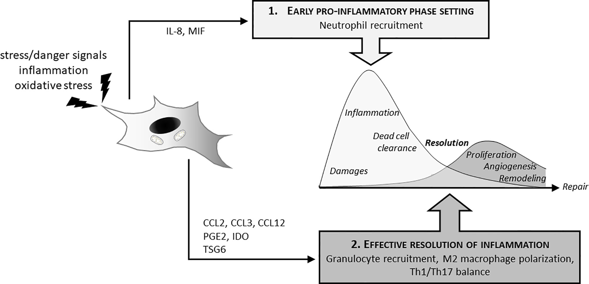 Mesenchymal stem cells: immunobiology and role in immunomodulation