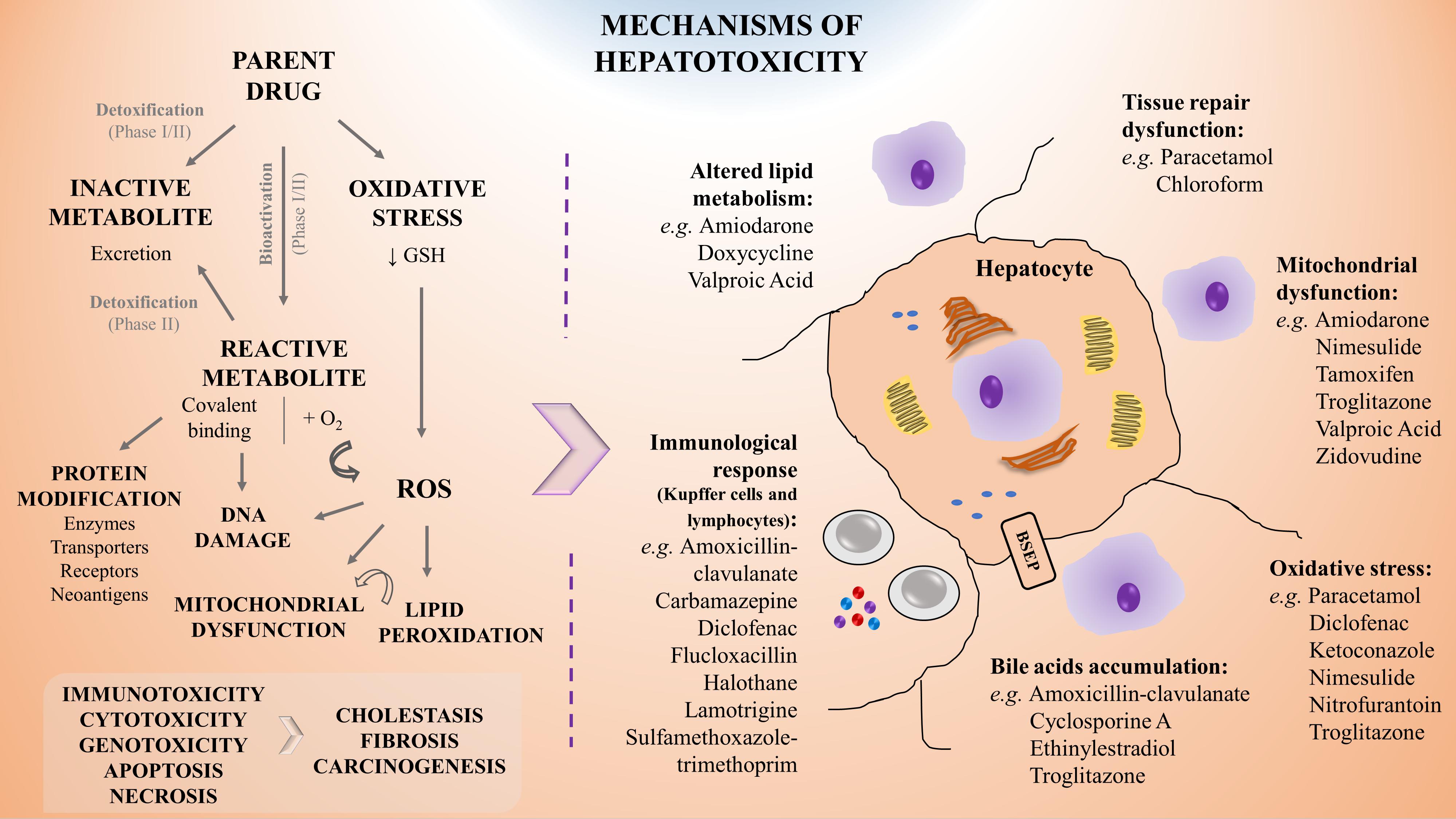 In Vitro Toxicological Investigation and Risk Assessment of E