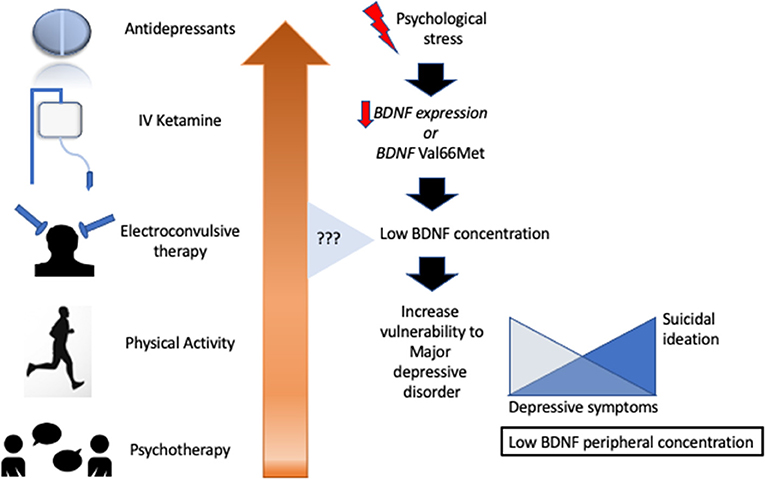 Frontiers | Blood Brain-Derived Neurotrophic Factor (BDNF) and Major ...