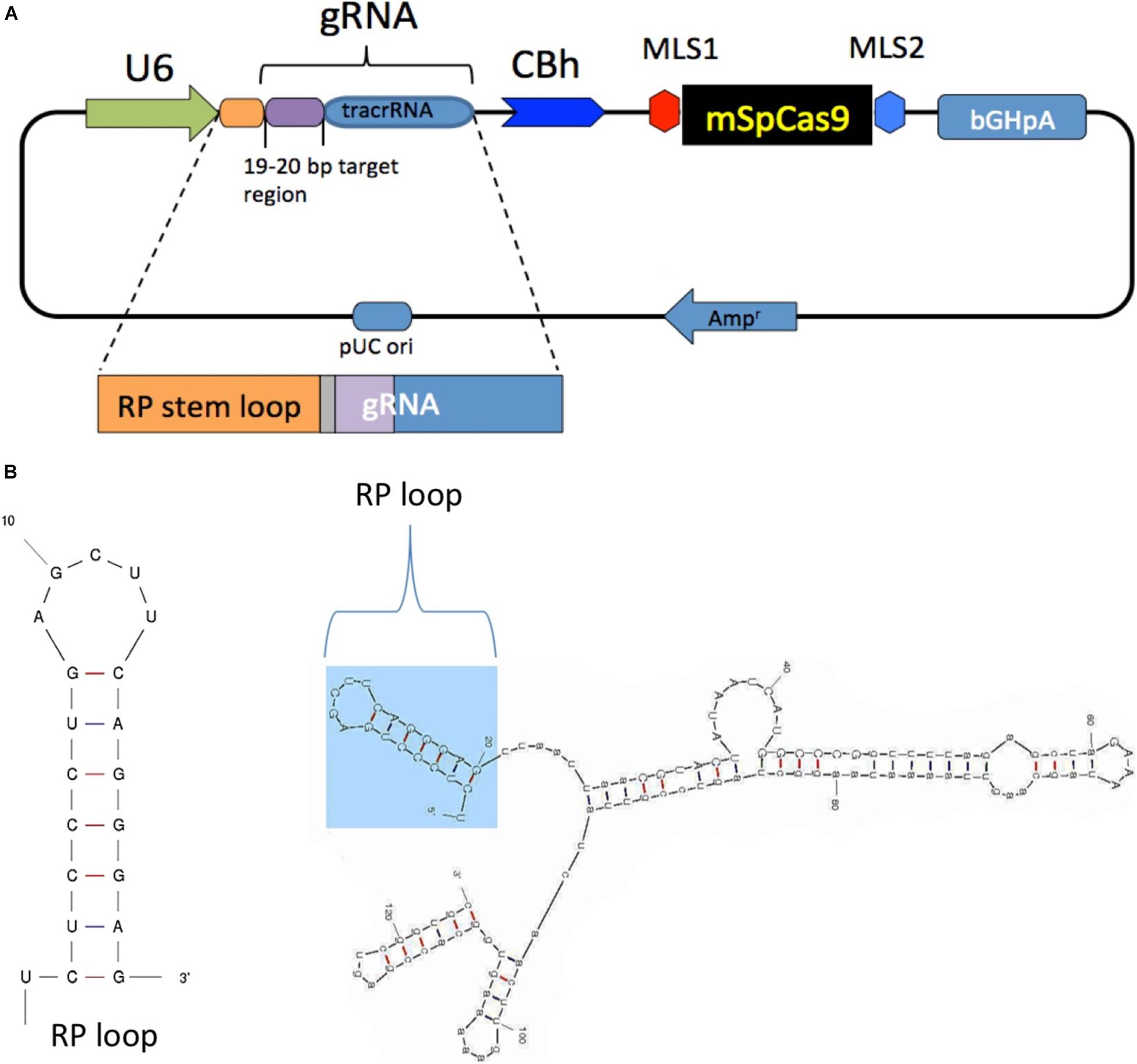 CRISPR-Cas9 correction of OPA1 c.1334G>A: p.R445H restores mitochondrial  homeostasis in dominant optic atrophy patient-derived iPSCs: Molecular  Therapy - Nucleic Acids