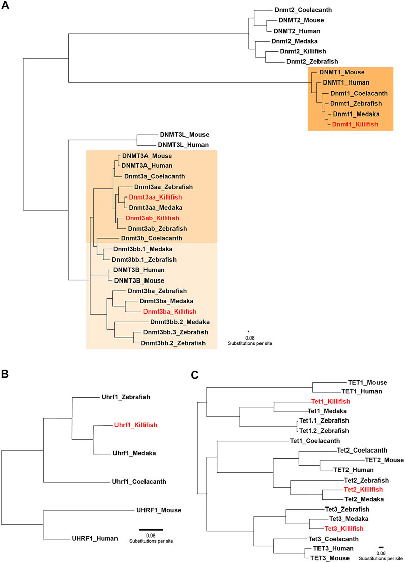 Frontiers  Acetate Revisited: A Key Biomolecule at the Nexus of  Metabolism, Epigenetics, and Oncogenesis – Part 2: Acetate and ACSS2 in  Health and Disease