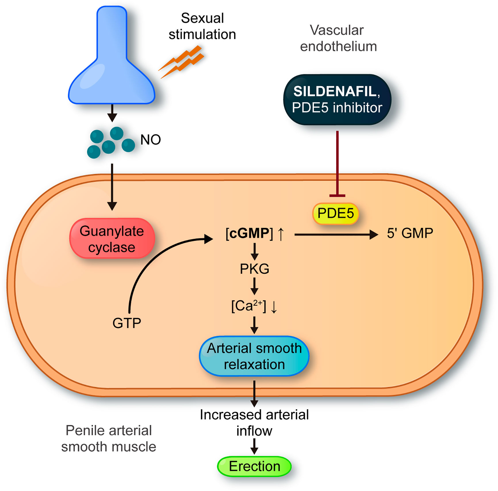 Frontiers | New Approaches in Oncology for Repositioning Drugs: The Case of PDE5 Inhibitor ...