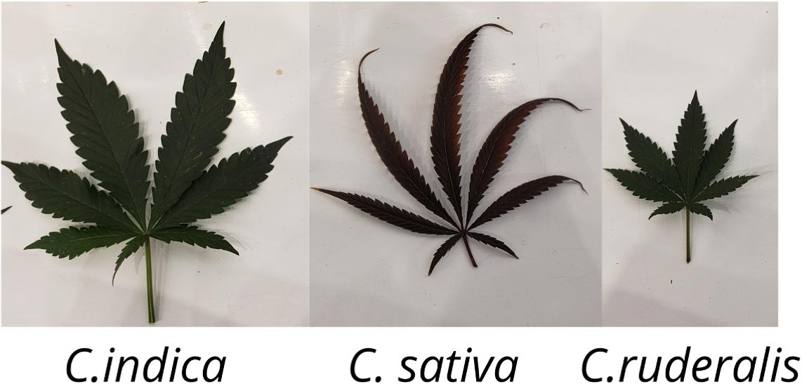 THC Urine Test (Cannabis, Marijuana) - Patris Health