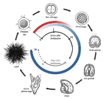 Sea Urchin as a Universal Model for Studies of Gene ... Biology Diagrams