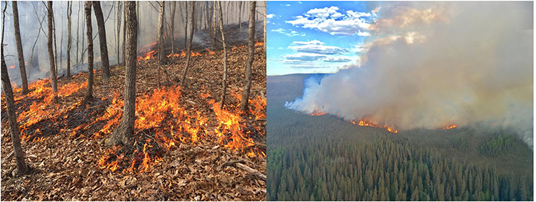 Figure 1 - The two main types of forest fires are surface fires (left) and crown fires (right).