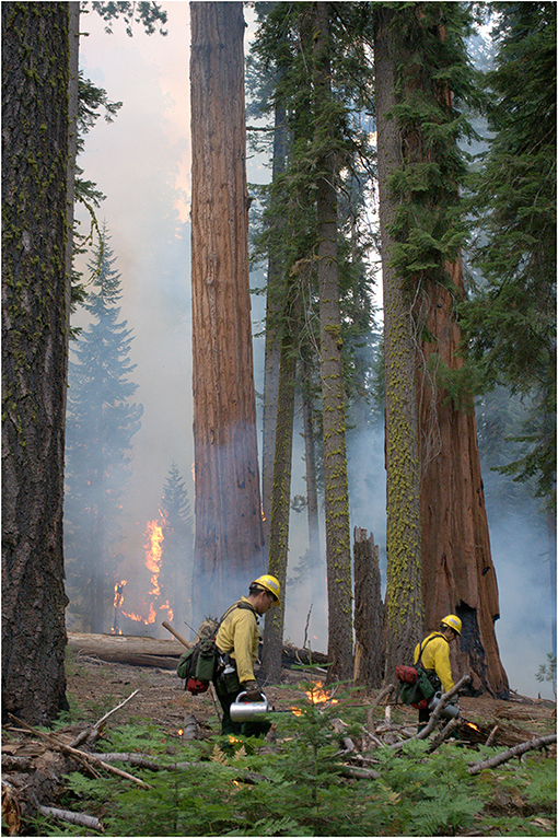 Figure 2 - Firefighters conducting a prescribed burn in a giant sequoia forest in central California.