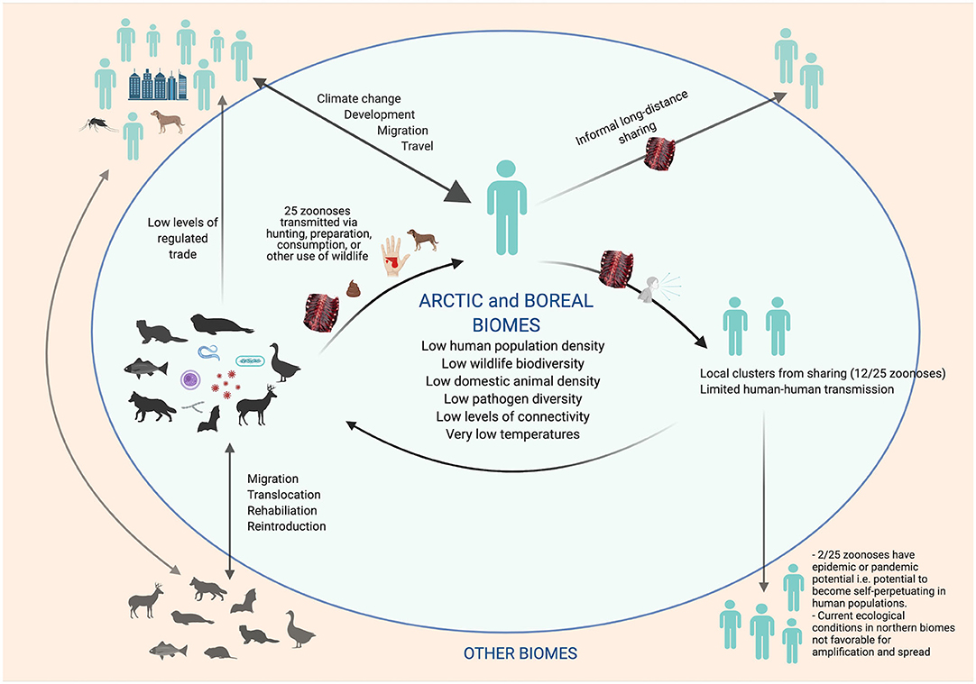 Frontiers | Implications of Zoonoses From Hunting and Use of Wildlife ...