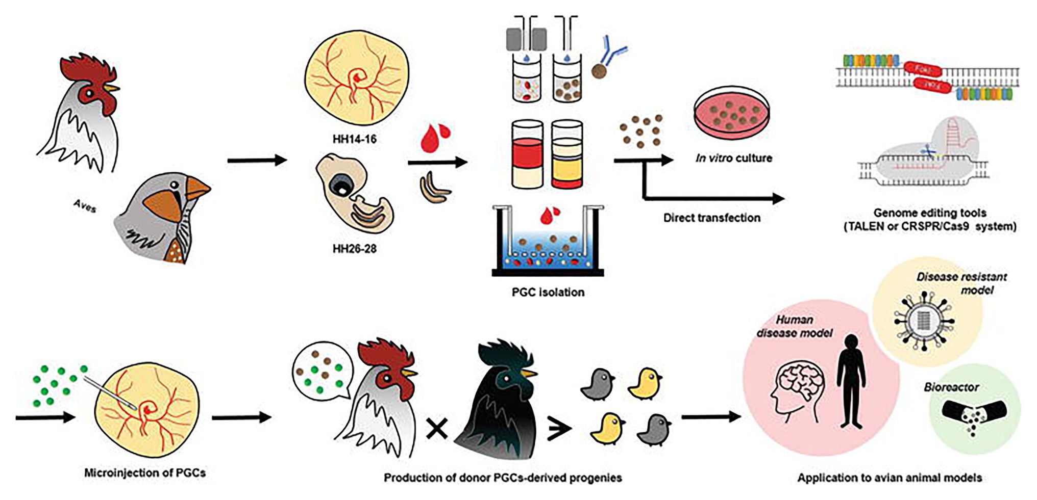 Genome modification