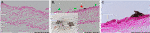 www.frontiersin.org