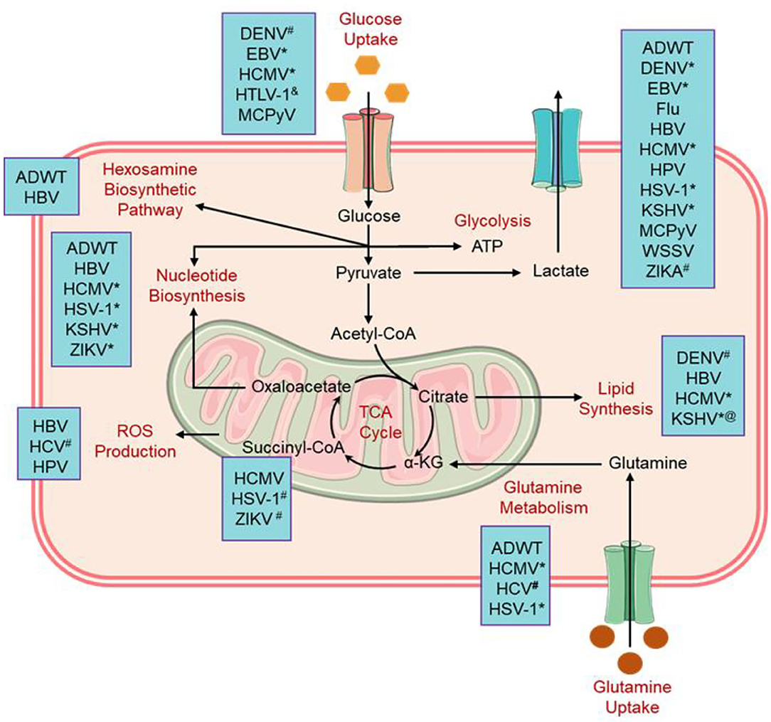 Comorbidity-associated glutamine deficiency is a predisposition to severe  COVID-19