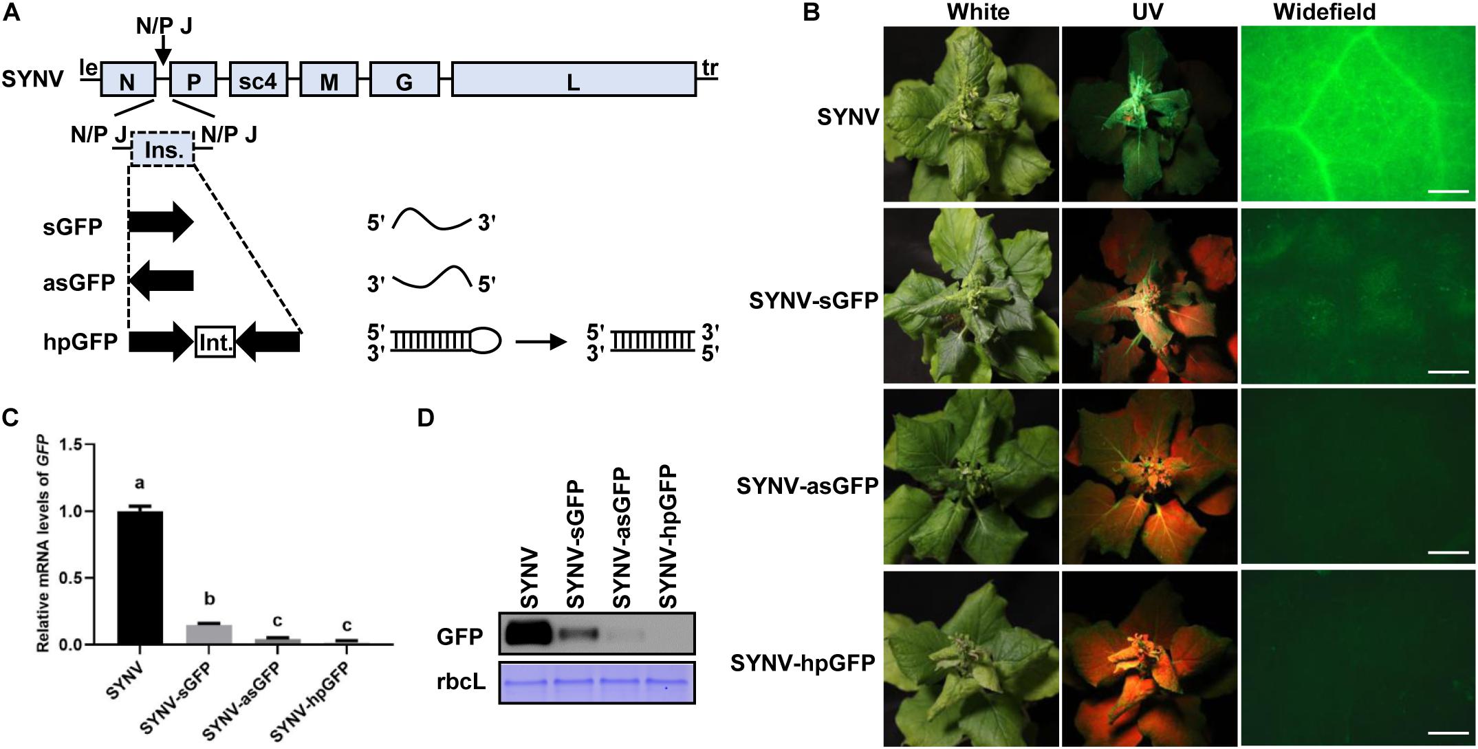 Frontiers A Versatile Plant Rhabdovirus Based Vector For Gene Silencing Mirna Expression And Depletion And Antibody Production Plant Science