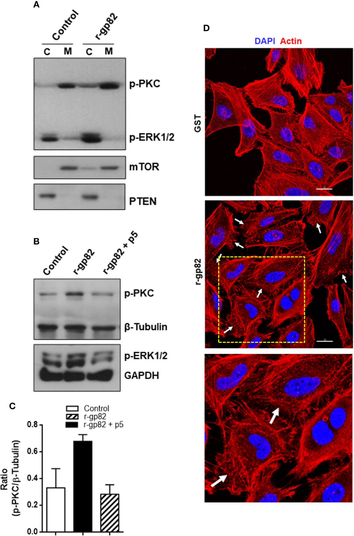 Frontiers Interaction Of Trypanosoma Cruzi Gp With Host Cell Lamp2 Induces Protein Kinase C Activation And Promotes Invasion Cellular And Infection Microbiology