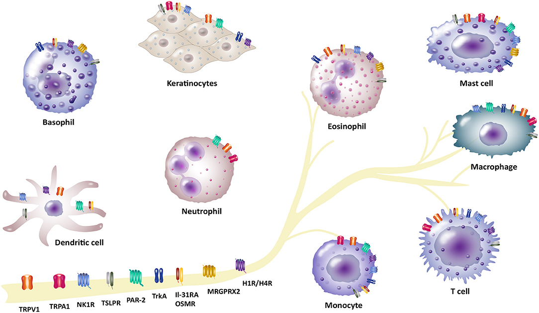 Frontiers Involvement Of Neuro Immune Interactions In Pruritus With Special Focus On Receptor Expressions Medicine