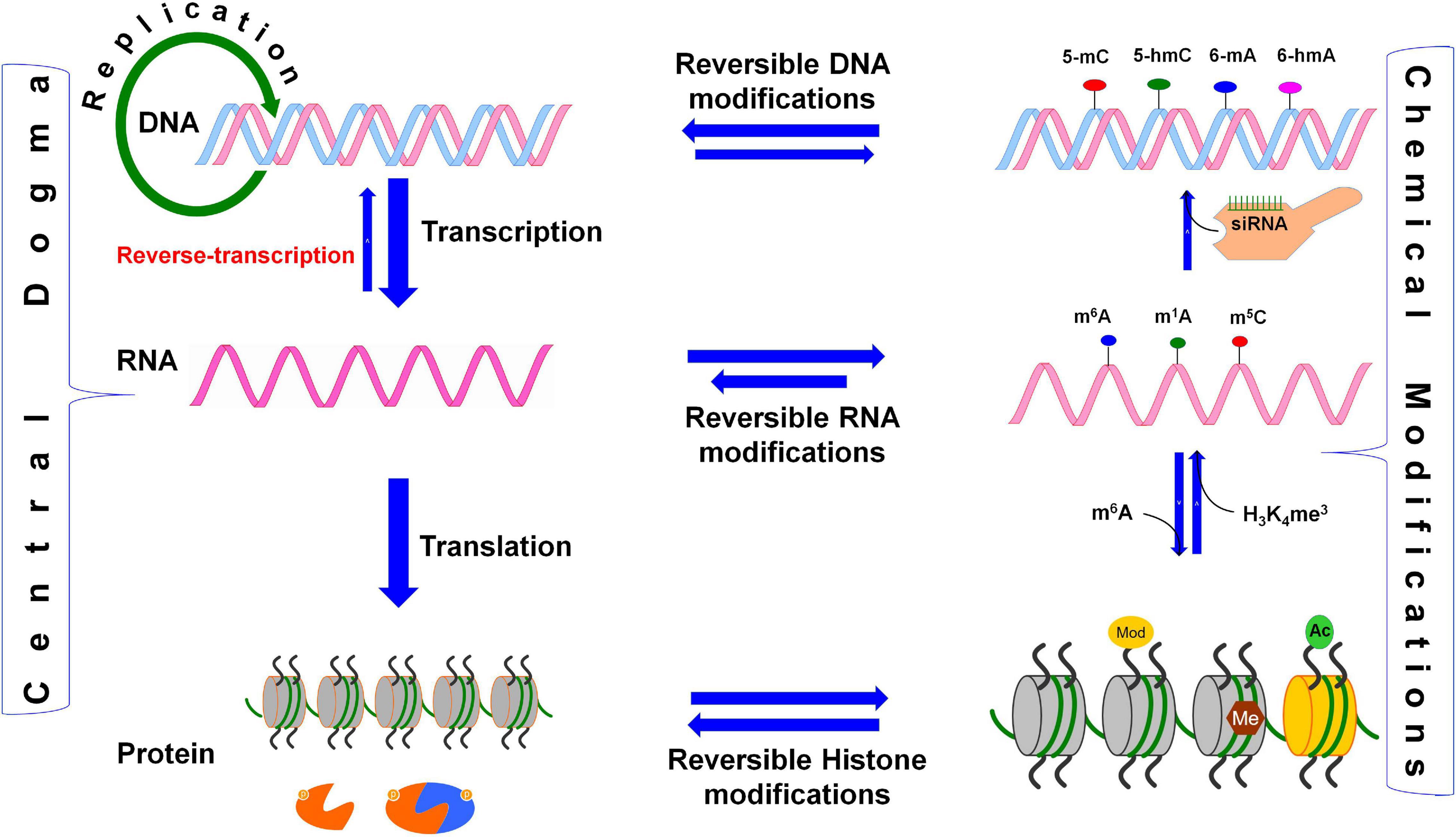 Frontiers | Deciphering Epitranscriptome: Modification of mRNA Bases