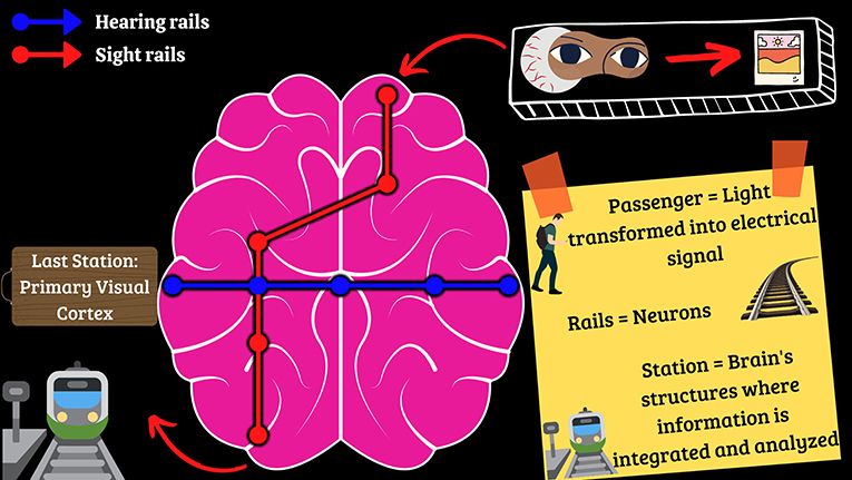 Figure 1 - The brain can be imagined as a train network, in which information from the environment is processed to create specific “maps” in the brain for the information from our various senses to follow.