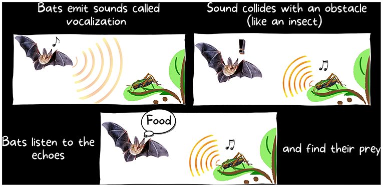 Figure 2 - How does echolocation work?