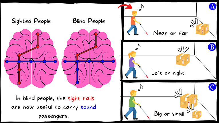 Figure 3 - In blind people, the “rails” in the brain are reorganized, so that sound signals can travel along vision rails, to the primary visual cortex.