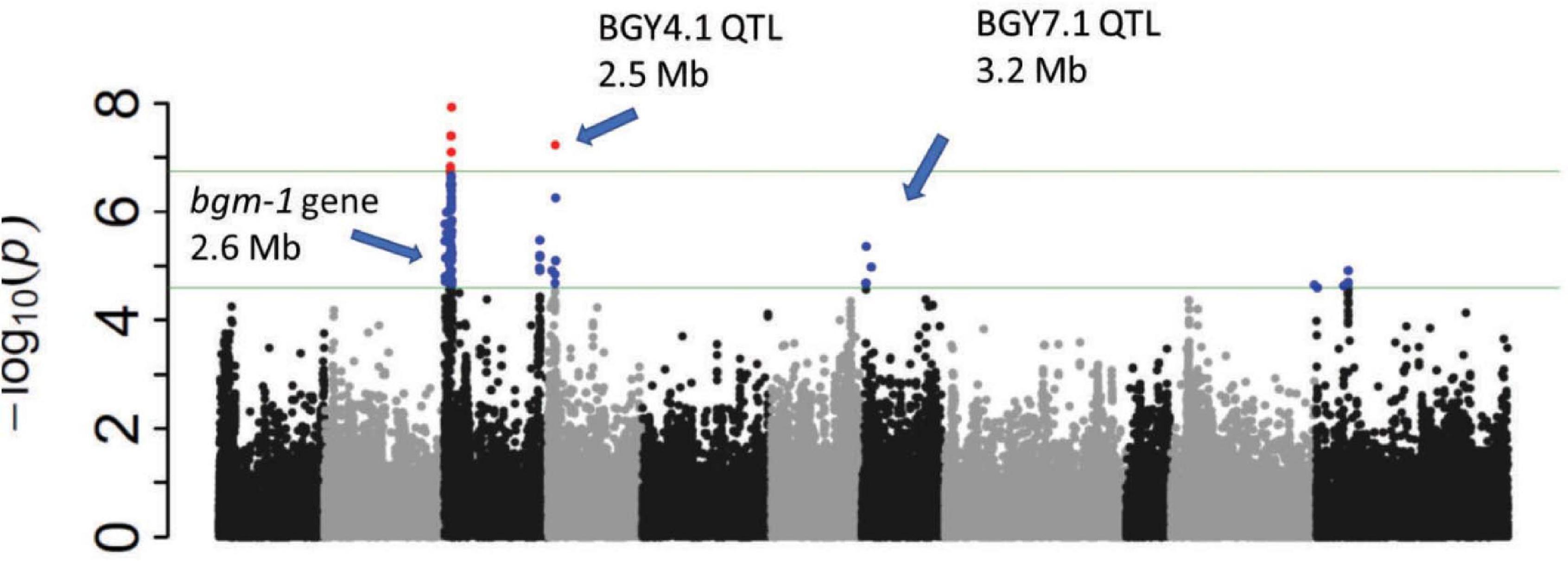 Frontiers Nac Candidate Gene Marker For Bgm 1 And Interaction With Qtl For Resistance To Bean Golden Yellow Mosaic Virus In Common Bean Plant Science