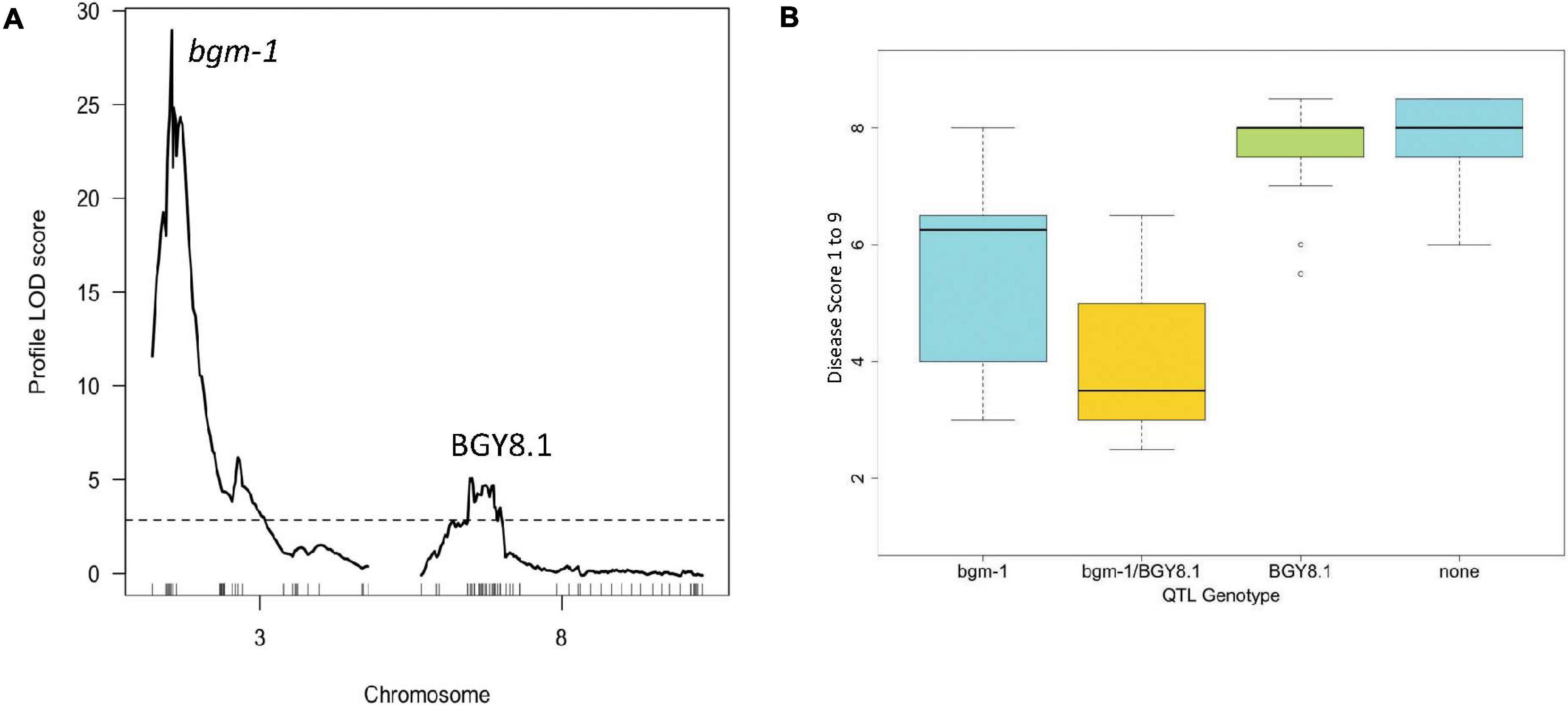 Frontiers Nac Candidate Gene Marker For Bgm 1 And Interaction With Qtl For Resistance To Bean Golden Yellow Mosaic Virus In Common Bean Plant Science