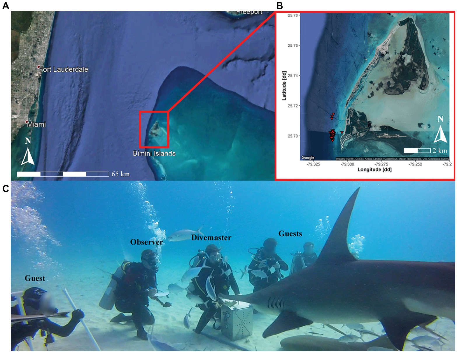 Frontiers  Effects of Food Provisioning on the Daily Ration and Dive Site  Use of Great Hammerhead Sharks, Sphyrna mokarran