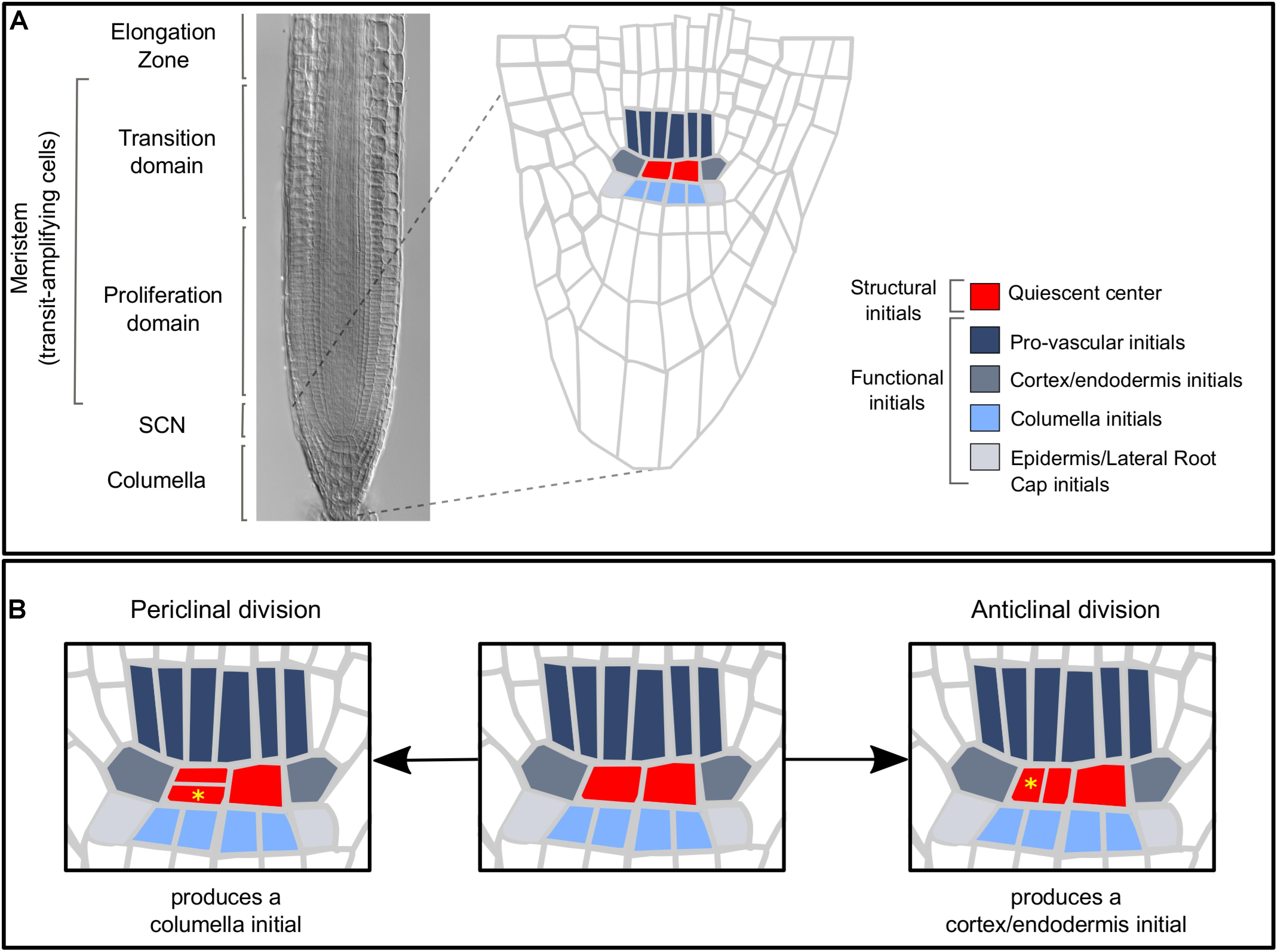 Regulation of regeneration in Arabidopsis thaliana