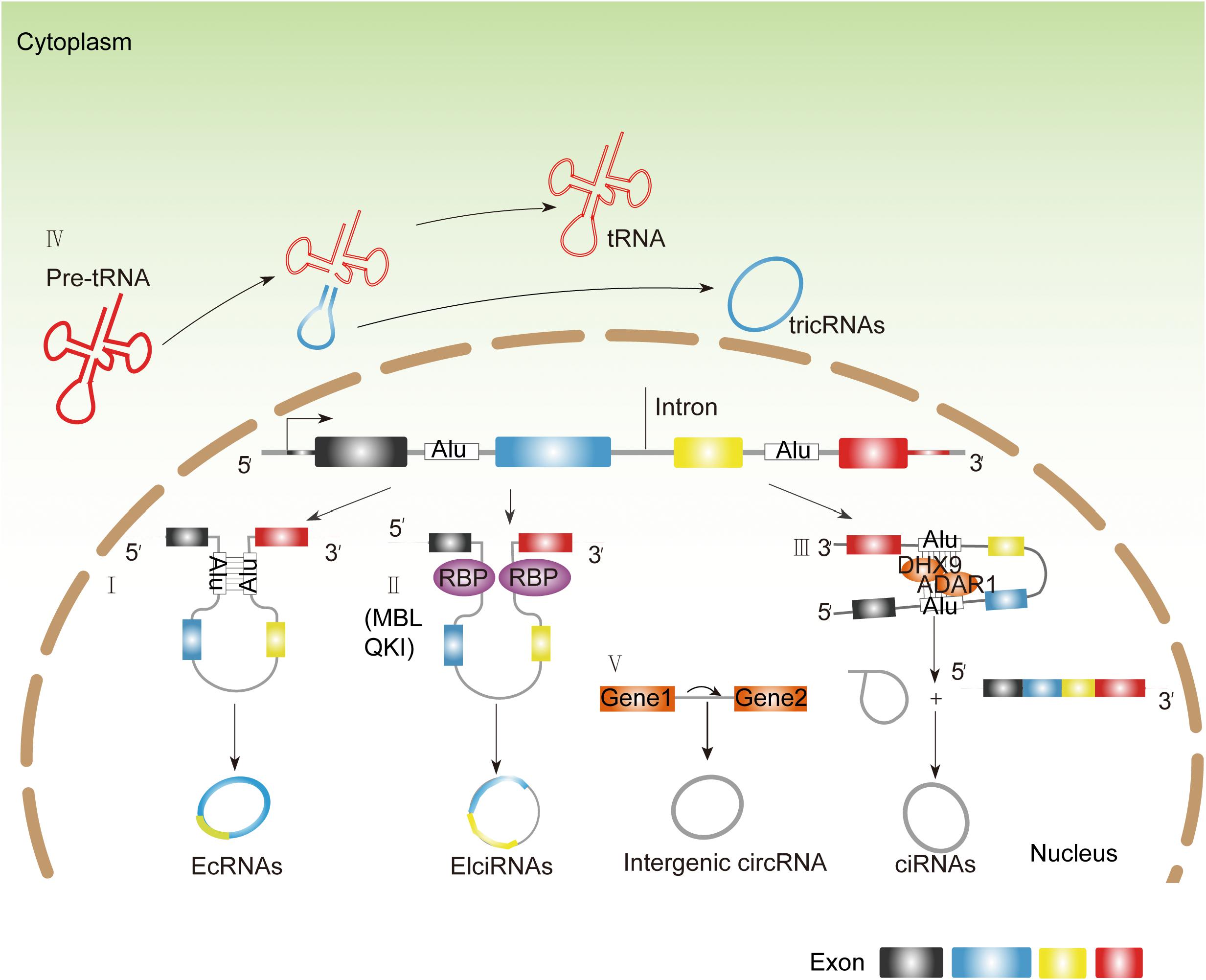 Frontiers | Circular RNAs Sparkle in the Diagnosis and 