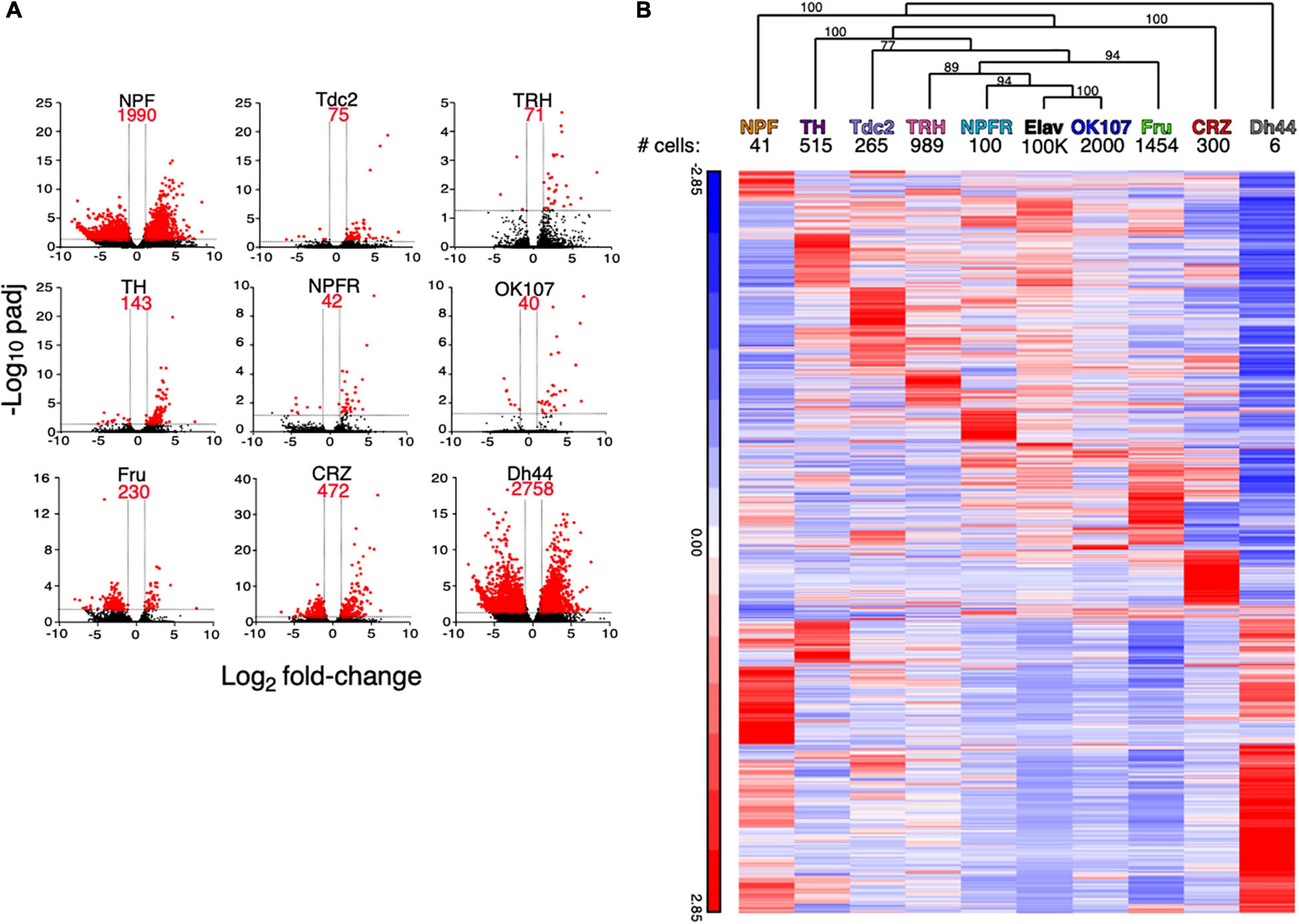 Frontiers Transcriptome Analysis Of Npfr Neurons Reveals A Connection Between Proteome Diversity And Social Behavior Behavioral Neuroscience