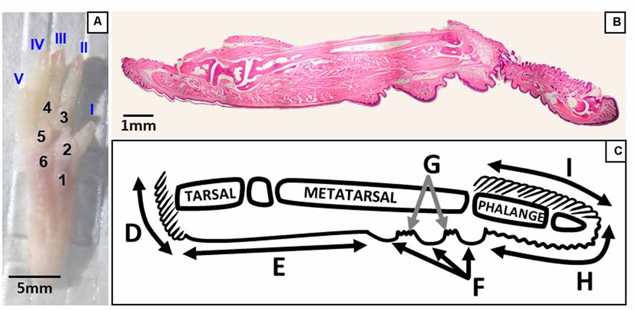 Frontiers | The Distribution of Mechanoreceptors in Mouse Hind Paw Skin and the Influence of Integrin α1β1 on Meissner-Like Corpuscle in the Footpads | Frontiers in Neuroanatomy