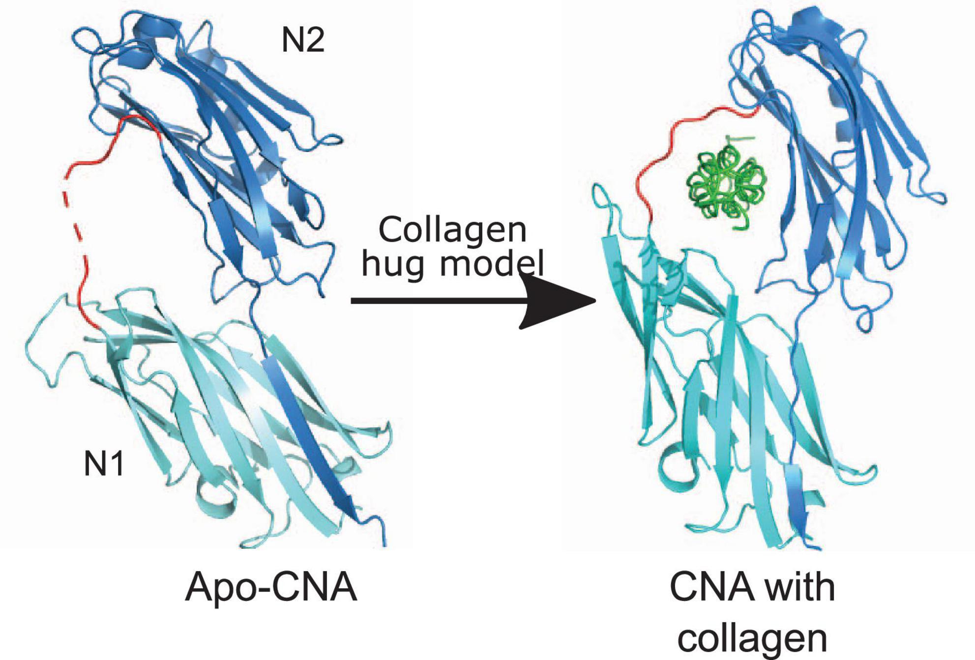 Frontiers | Collagen Binding Proteins of Gram-Positive Pathogens | Microbiology