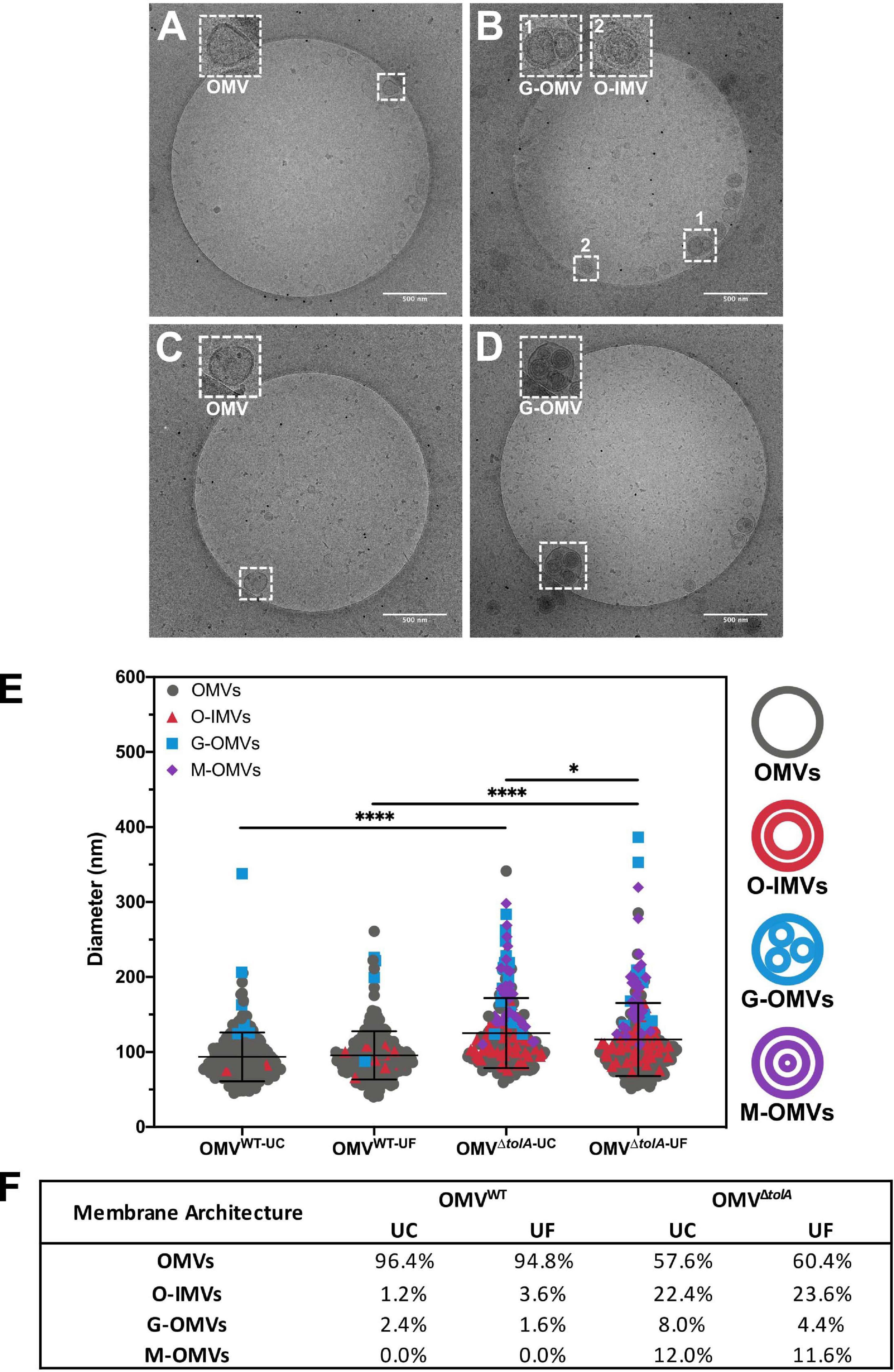 ybaY protein (Escherichia coli K12) - STRING interaction network