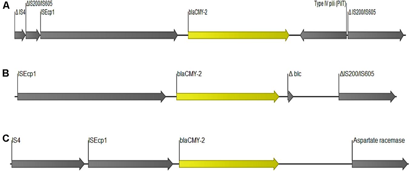 Frontiers | ESBL and AmpC β-Lactamase Encoding Genes in E. coli From ...