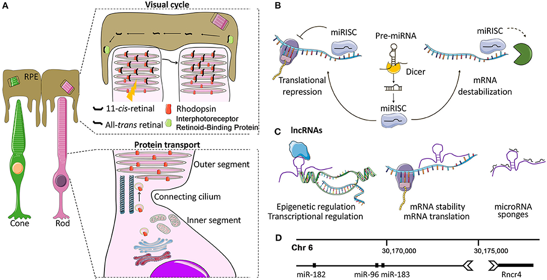 Retina - Gene Vision