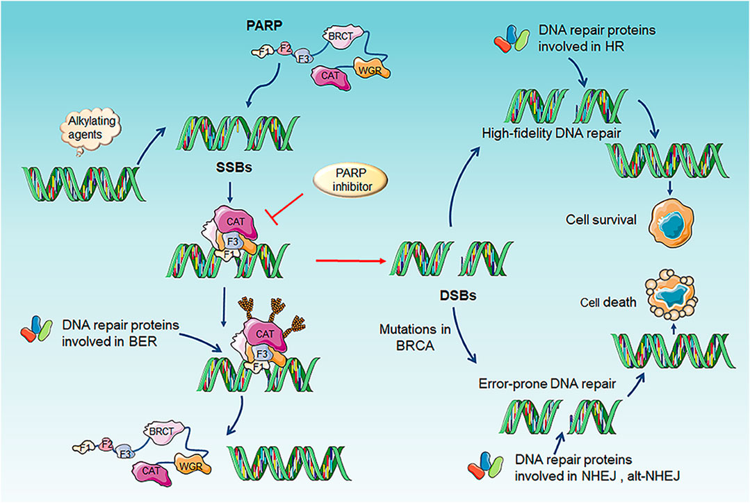 Парп 1. PARP DNA. Репарация PARP. Мутация PARP. DNA Repair mechanism.