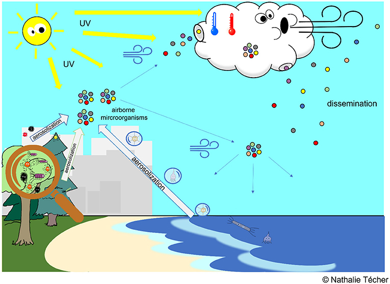 Figure 2 - Airborne microorganisms originate from different environments on the Earth’s surface, such as the ocean and the soil.