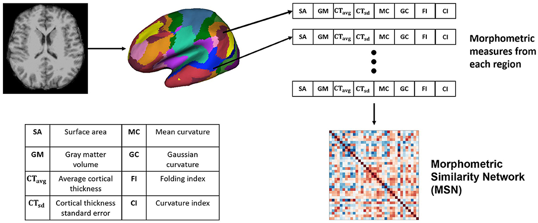 Frontiers  Morphometric and Functional Brain Connectivity