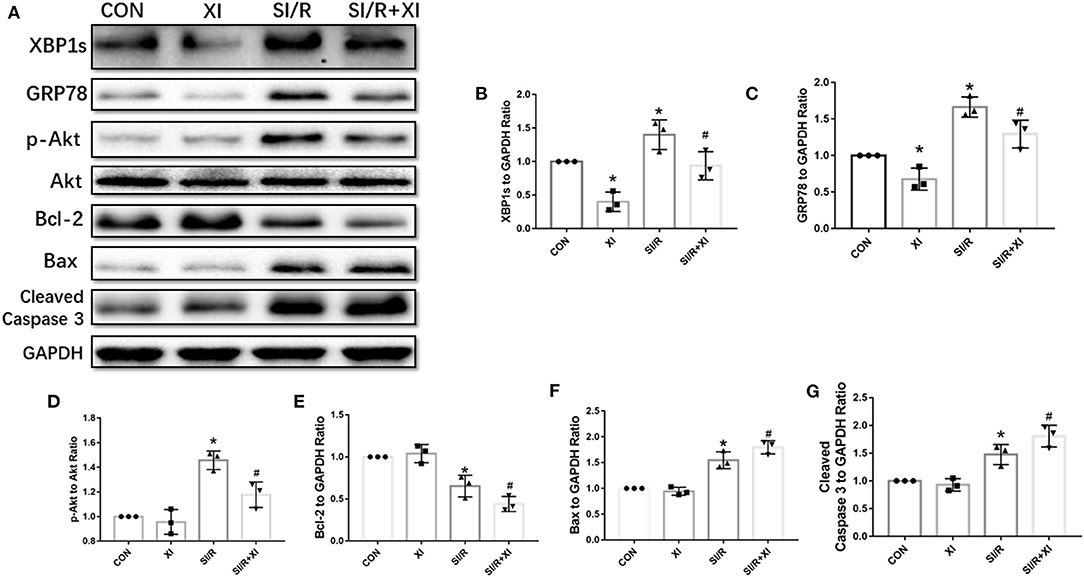 Frontiers  Sciatic–Vagal Nerve Stimulation by Electroacupuncture  Alleviates Inflammatory Arthritis in Lyme Disease-Susceptible C3H Mice