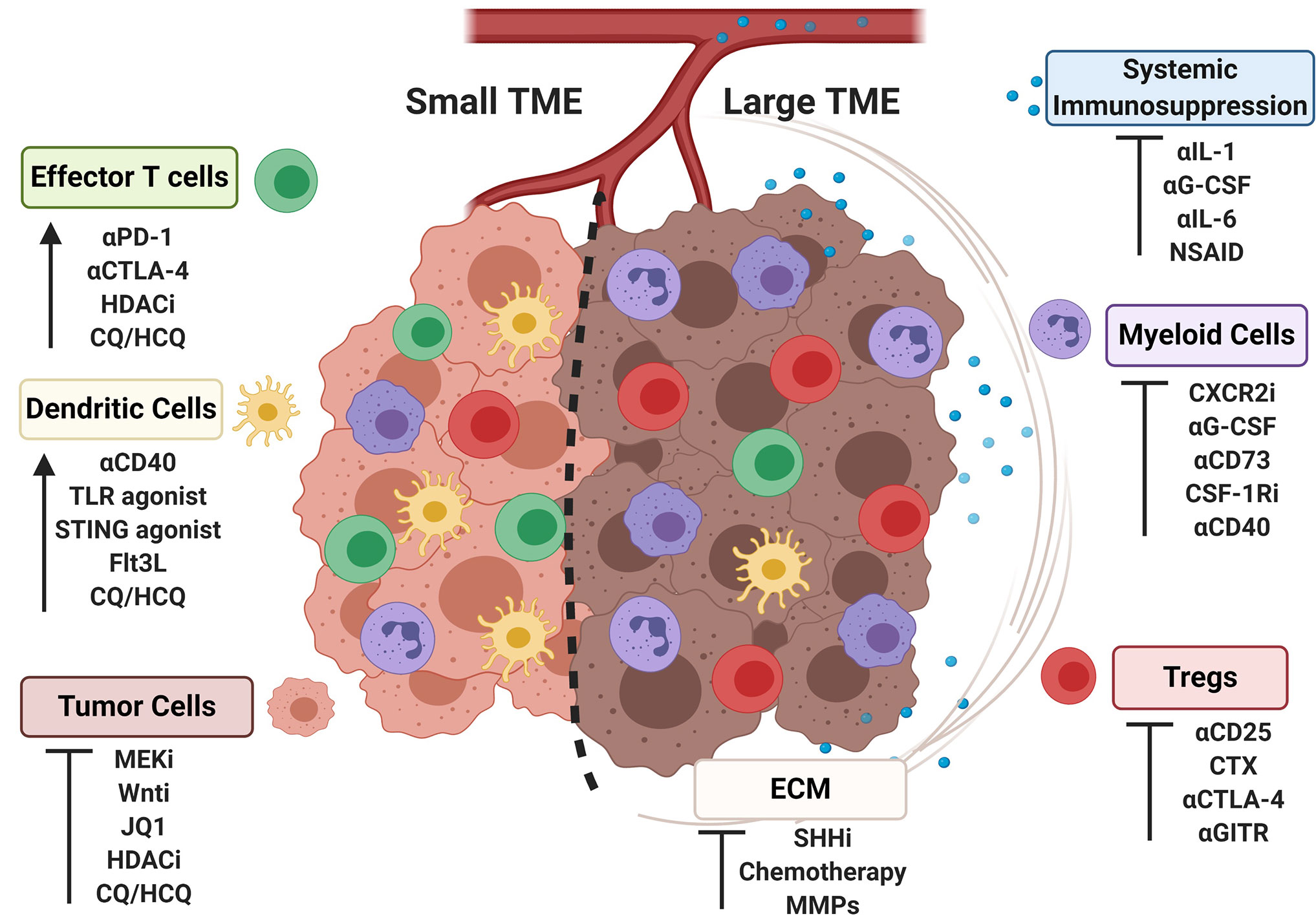 Tumor neuroendocrino páncreas esperanza de vida